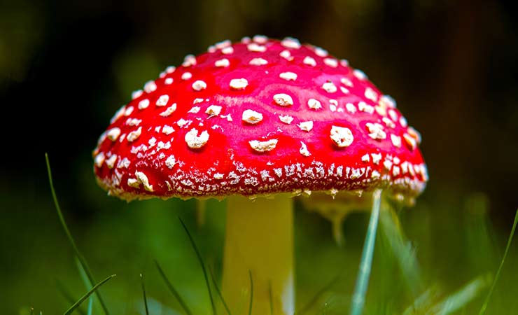 l'amanita è un fungo pericoloso