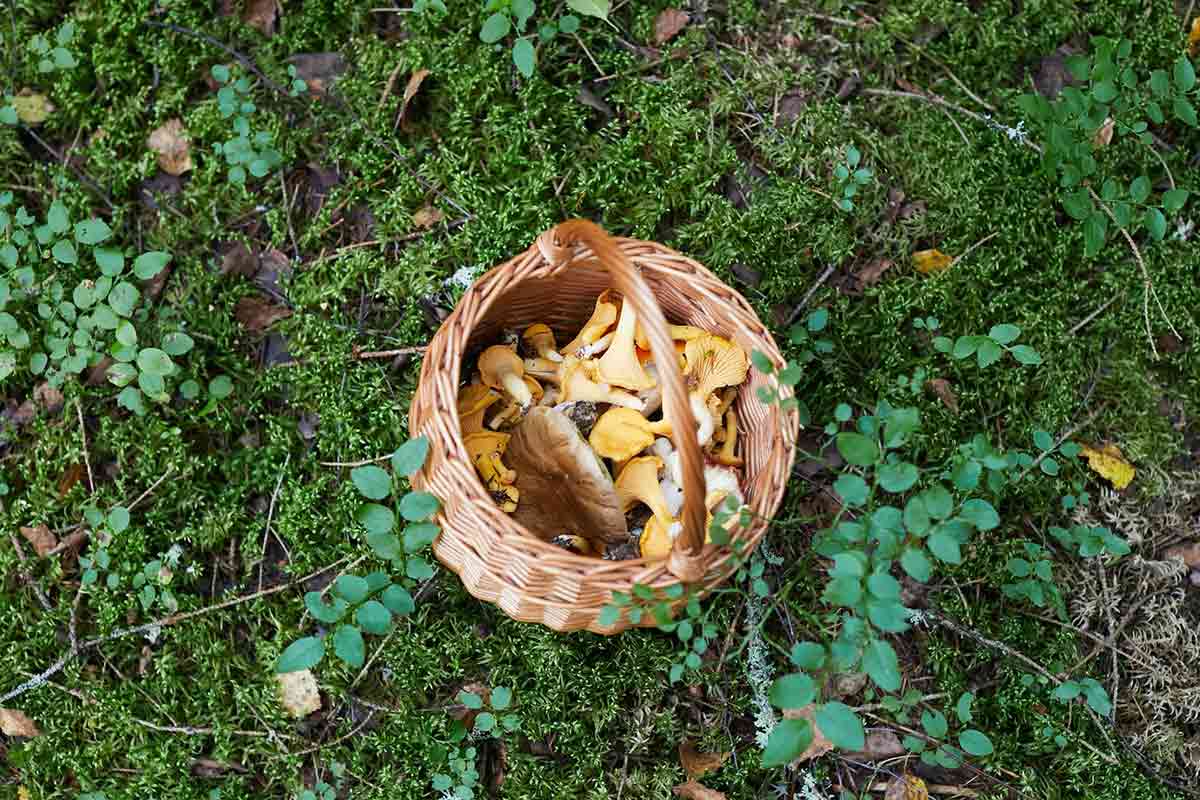 un cestino di funghi misti