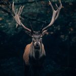 Un cervo