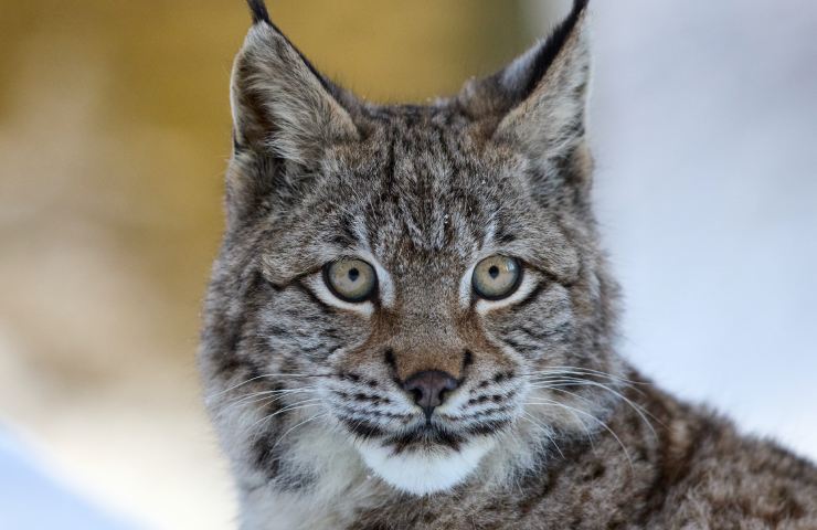 Primo piano sul muso della lince