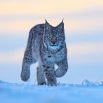 Lince tra la neve
