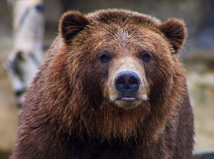 Primo piano del muso di un orso bruno