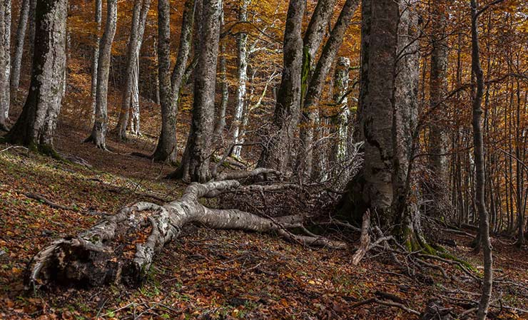 le faggete del parco pollino