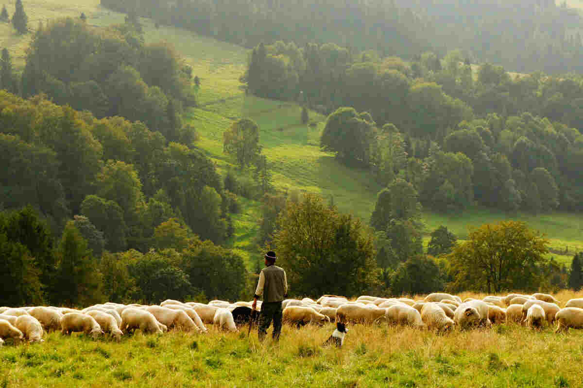 Pastore con gregge di pecore