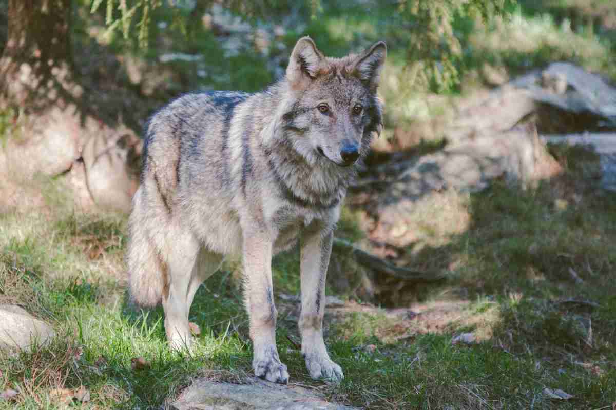 Se ci si imbatte in un lupo in montagna, mai iniziare a correre