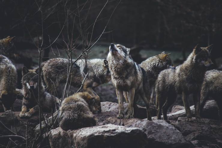 Fare rumore può essere un buon modo per mettere in fuga un lupo: questo animale ha l'udito molto sviluppato