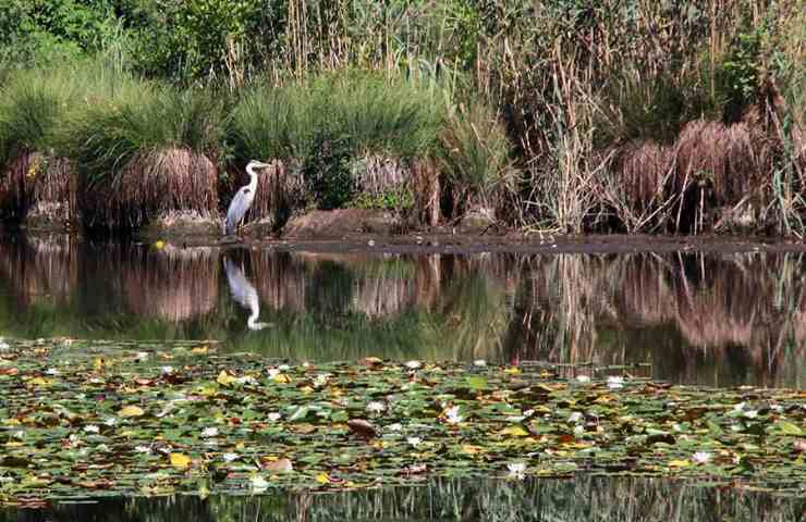 Parco Naturale dei Lagoni di Mercurago