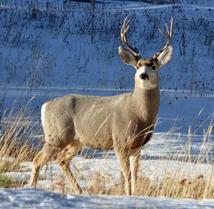 Il cambiamento climatico sta annullando alcuni adattamenti che diversi animali hanno sviluppato nei secoli