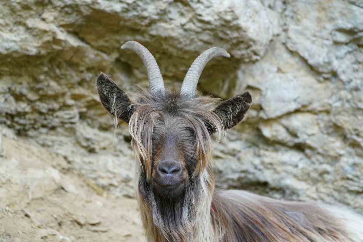 Gli animali selvatici in montagna durante l'inverno cambiano alcune caratteristiche fisiche per adattarsi al clima