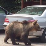 In Trentino si potranno uccidere fino a 8 orsi "problematici" all'anno