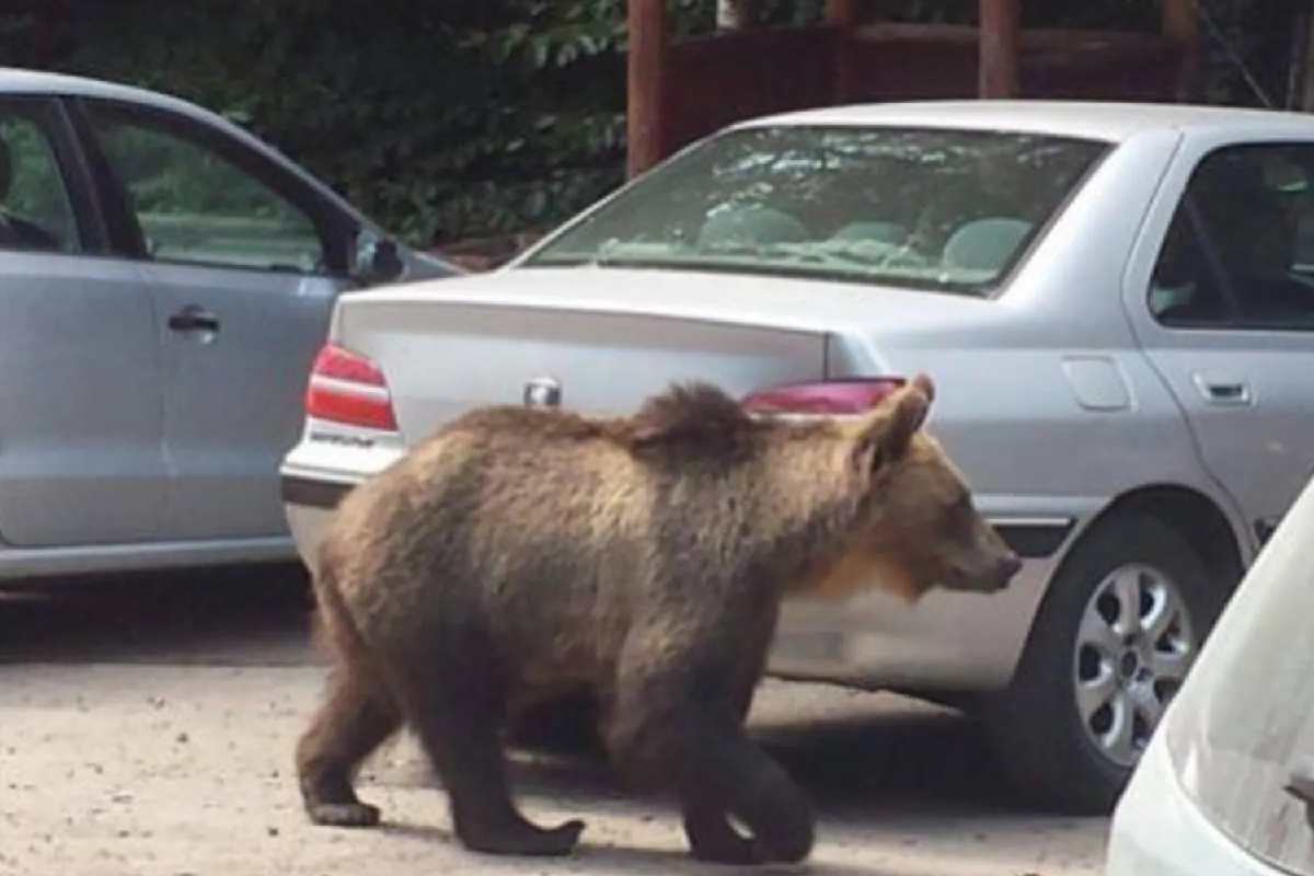 In Trentino si potranno uccidere fino a 8 orsi "problematici" all'anno