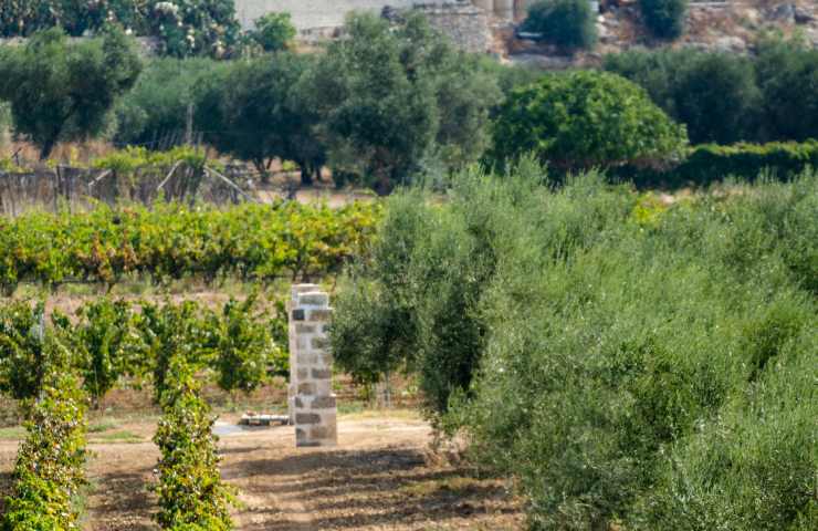 Gli ulivi del Salento sono un patrimonio italiano da preservare: fare del trekking in Puglia può aiutare a conoscerli e ammirarli