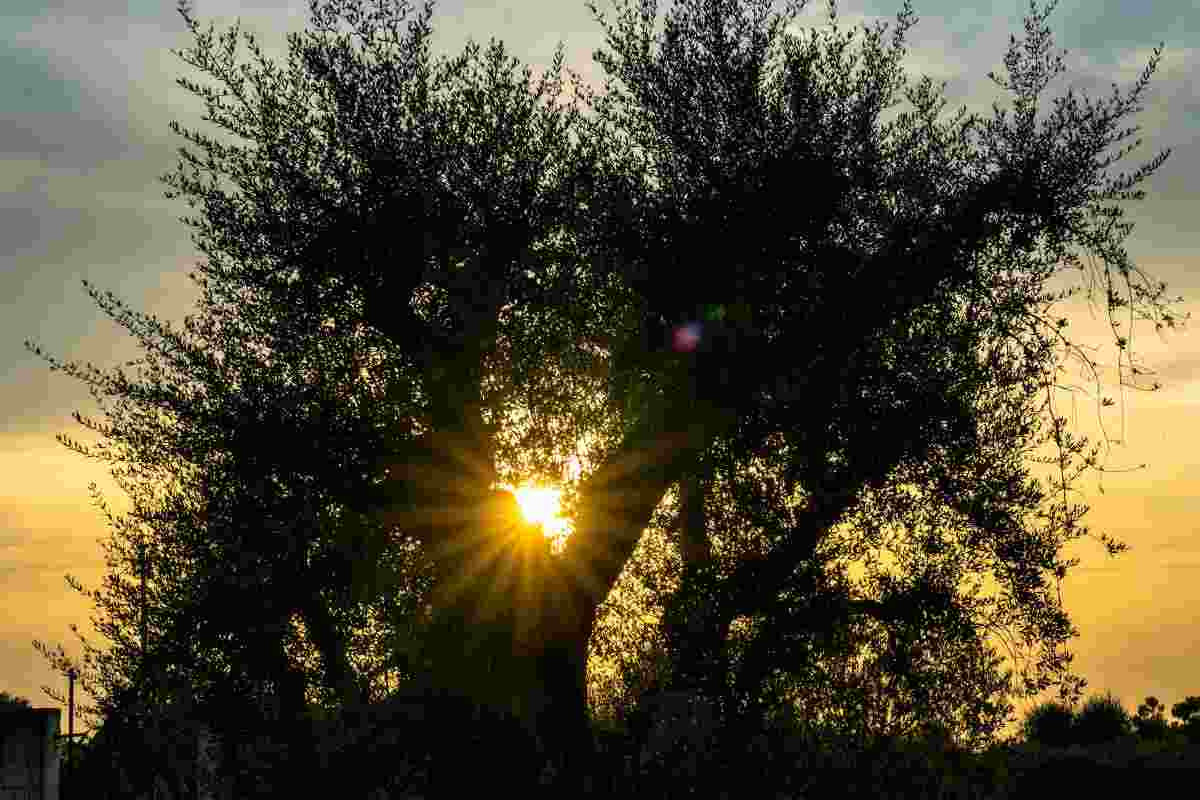 La presenza degli ulivi rende il paesaggio della Puglia suggestivo e affascinante