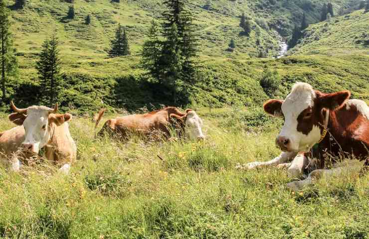 Il Monte Crociglia e il Monte Carevolo sono due rilievi tra i più panoramici dell’intero Appennino Piacentino