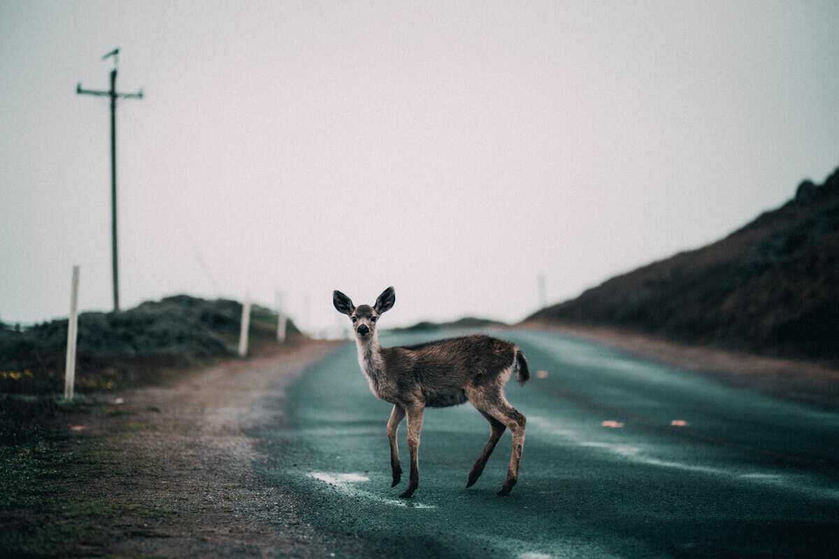 animale per strada